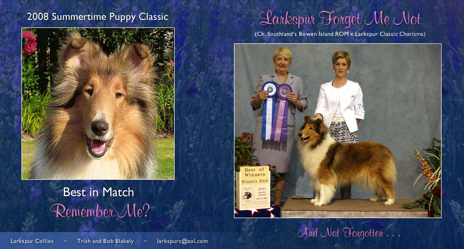 Larkspur Collies -- Larkspur Forget Me Not