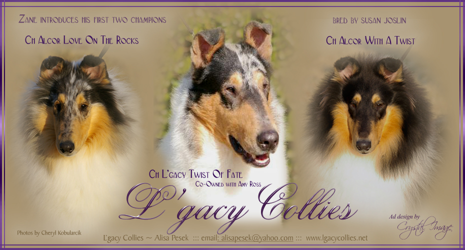 L'gacy Collies -- CH L'gacy Twist Of Fate, CH Alcor Love On The Rocks and CH Alcor With A Twist