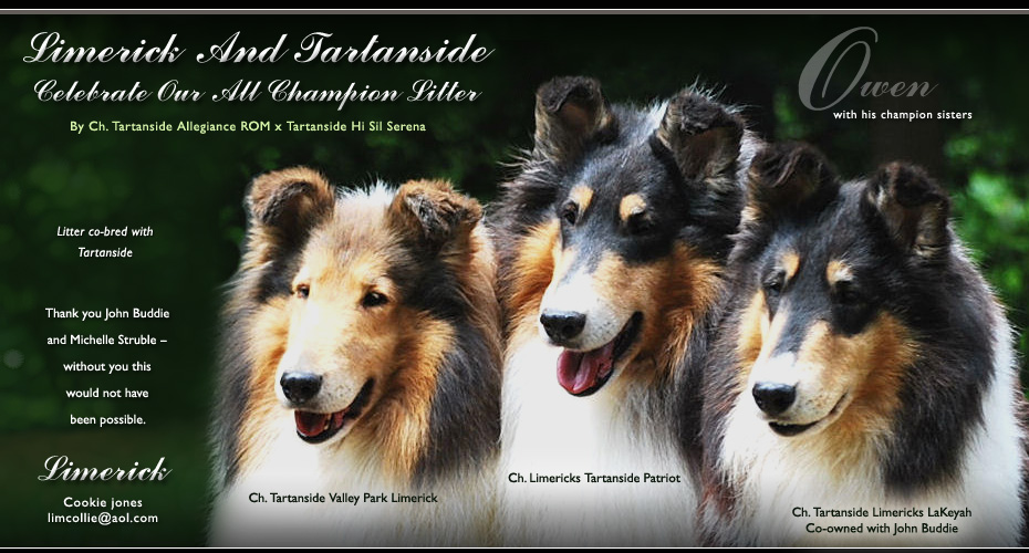 Limerick Collies / Tartanside Collies -- CH Limerick's Tartanside Patriot, CH Tartanside Valley Park Limerick and CH Tartanside Limericks LaKeyah