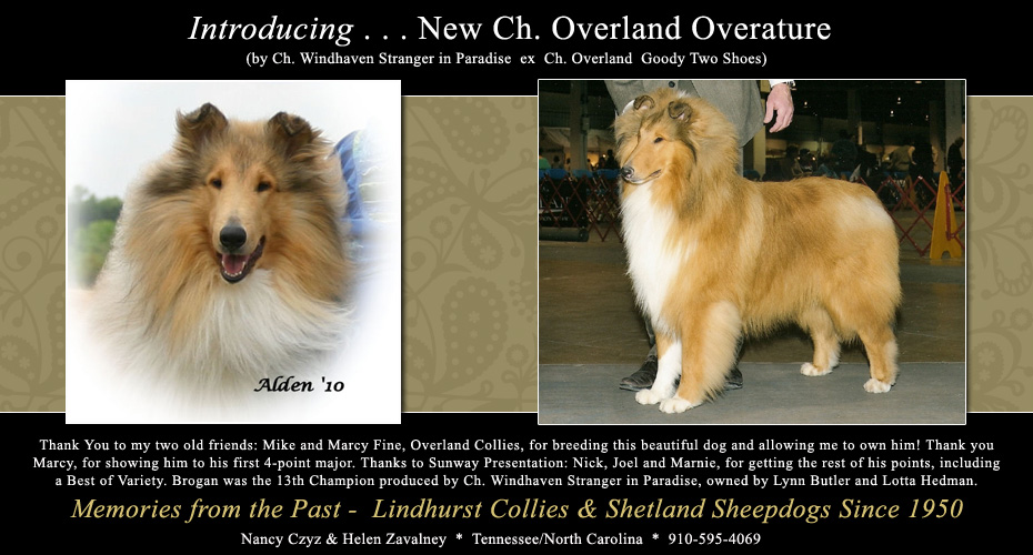 Lindhurst Collies and Shetland Sheepdogs -- CH Overland Overature