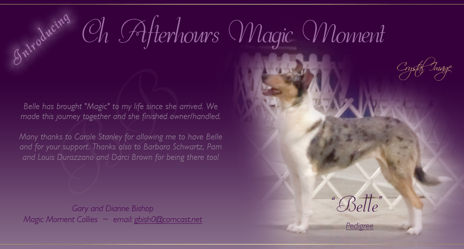 Magic Moment Collies -- CH Afterhours Magic Moment