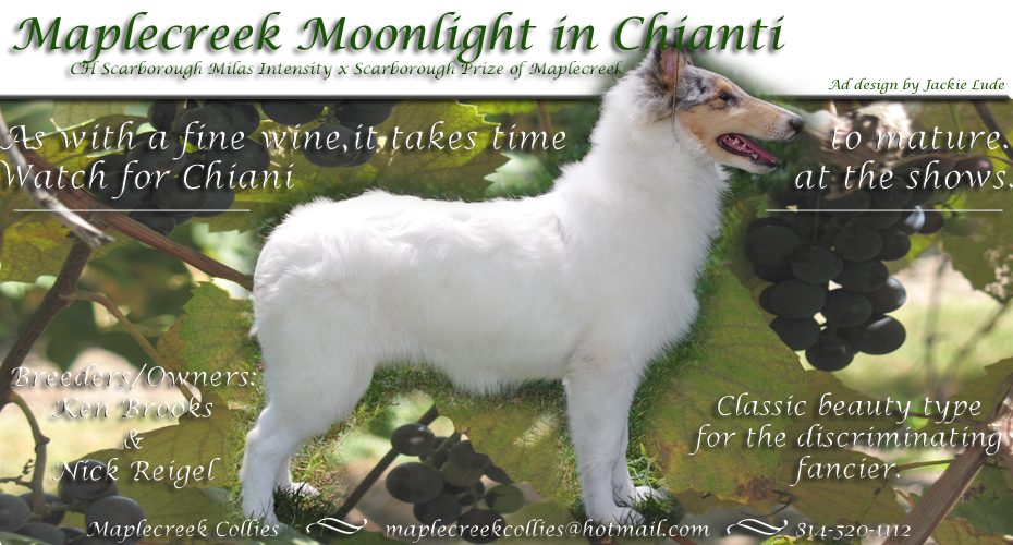 Maplecreek Collies -- Maplecreek Moonlight In Chianti