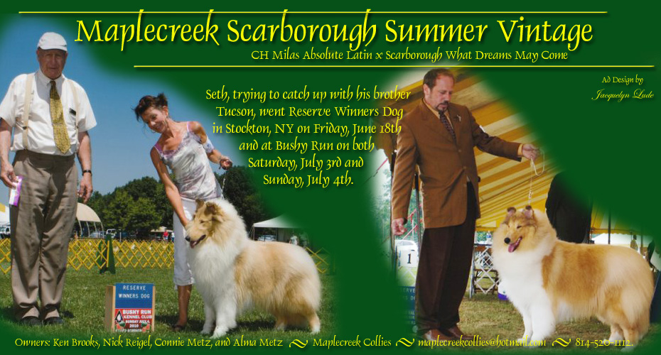 Maplecreek Collies -- Maplecreek Scarborough Summer Vintage