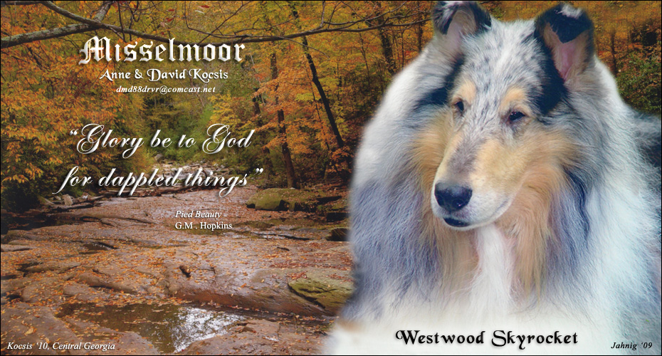 Misselmoor Collies -- Westwood Skyrocket