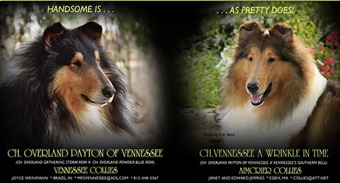 Aimcrier Collies / Vennessee Collies -- CH Overland Payton Of Vennessee and CH Vennessee A Wrinkle In Time