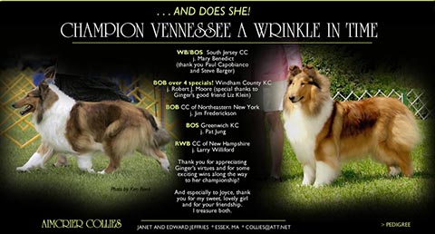 Aimcrier Collies -- CH Vennessee A Wrinkle In Time
