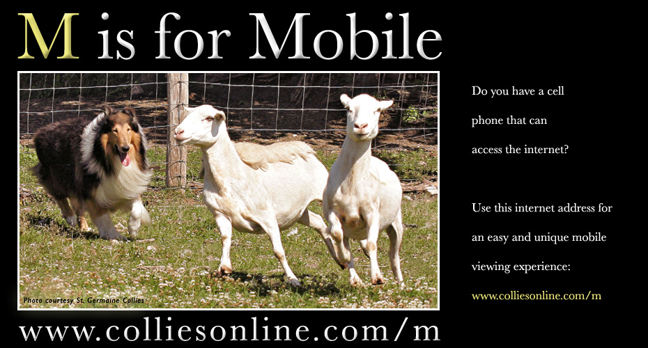 Colliesonline.com -- M is for Mobile