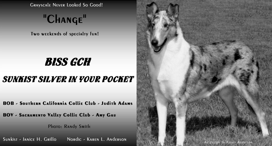 Nordic Collies / Sunkist Collies  -- GCH Sunkist Silver In Your Pocket