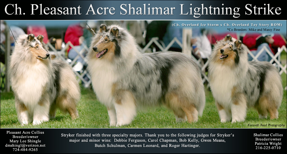 Pleasant Acre Collies / Shalimar Collies -- CH Pleasant Acre Shalimar Lightening Strike