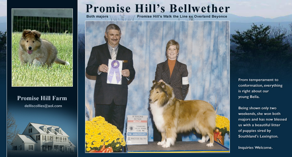 Promise Hill Farm -- Promise Hill's Bellwether