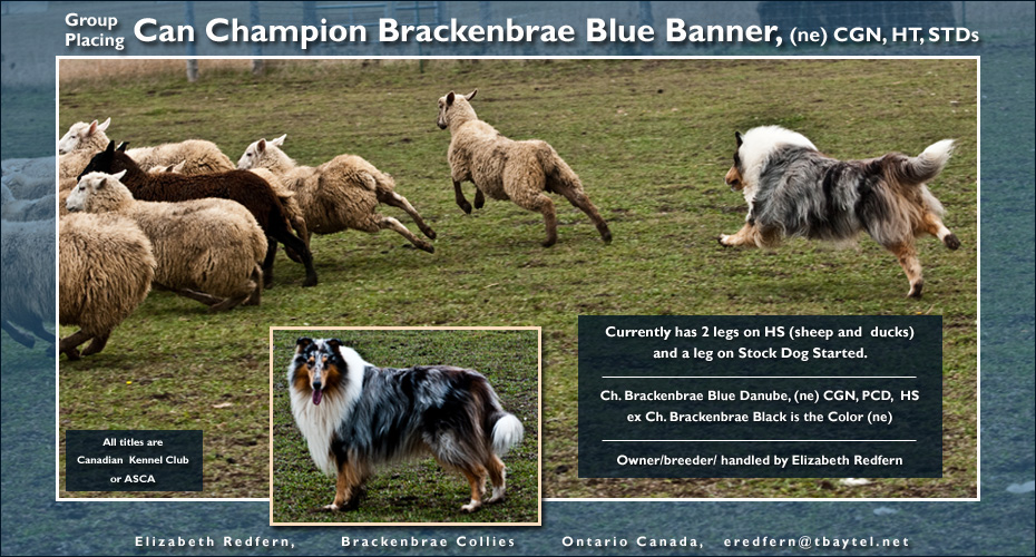 Brackenbrae Collies -- CAN CH Brackenbrae Blue Banner, CGC, H, STDs