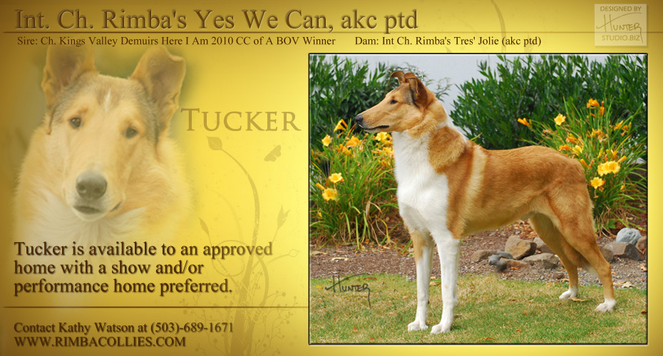 Rimba Collies -- INT CH Rimba's Yes We Can