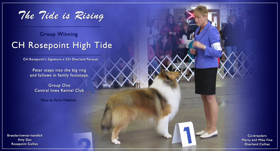 Rosepoint Collies -- CH Rosepoint High Tide