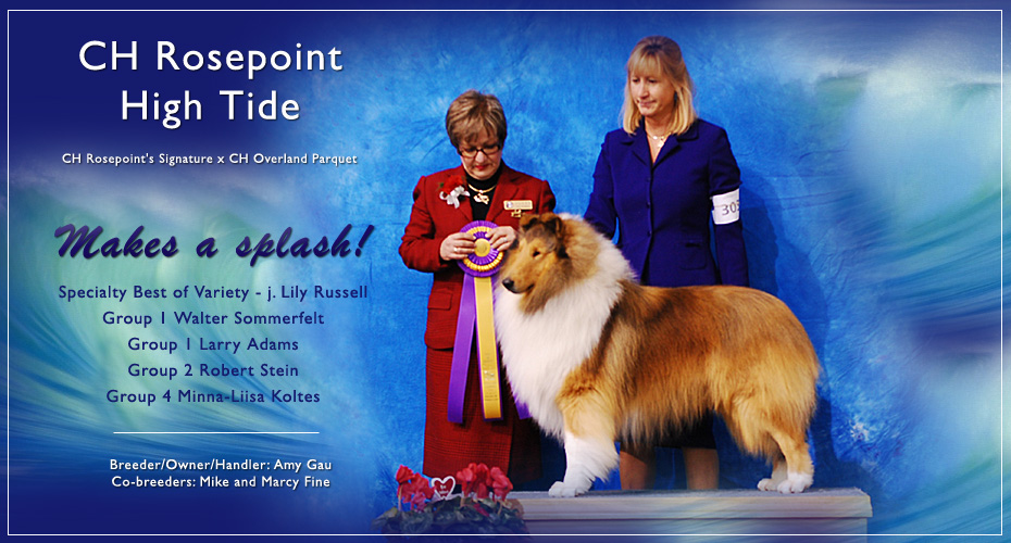 Rosepoint Collies -- CH Rosepoint High Tide