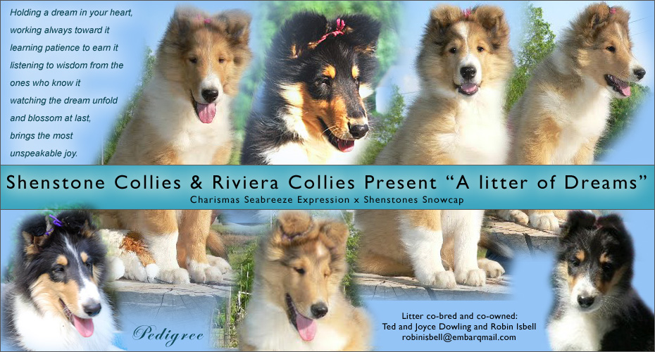Shenstone Collies / Riviera Collies -- Present "A Litter Of Dreams"