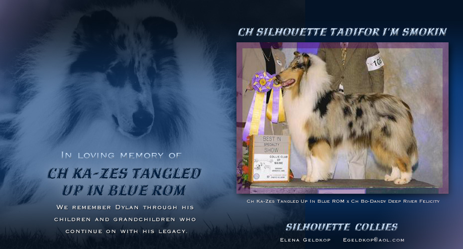 Silhouette Collies -- Tribute to CH KaZe's Tangled Up In Blue ROM -- CH Silhouette Tadifor I'm Smokin