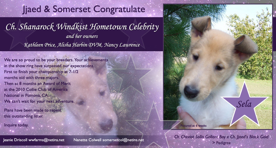 Jjaed and Somerset -- CH Shanarock Windkist Hometown Celebrity