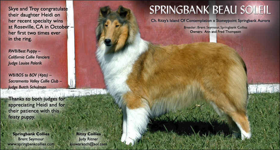Springbank Collies / Ritzy Collies -- Springbank Beau Soleil