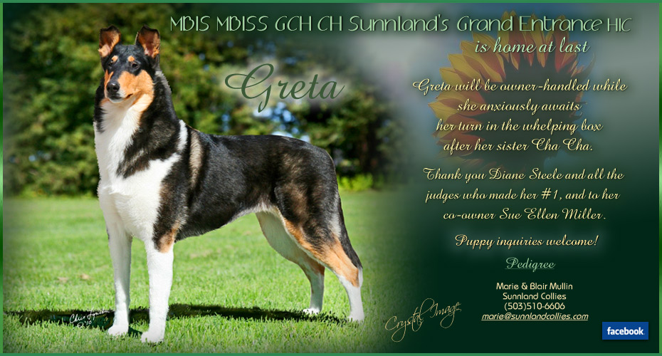 Sunnland Collies -- GCH Sunnland's Grand Entrance HIC