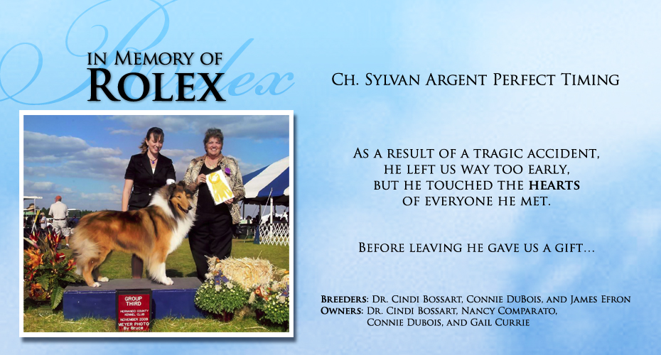 Sylvan Collies -- CH Sylvan Argent Perfect Timing