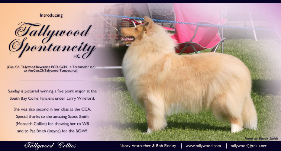 Tallywood Collies -- Tallywood Spontaneity