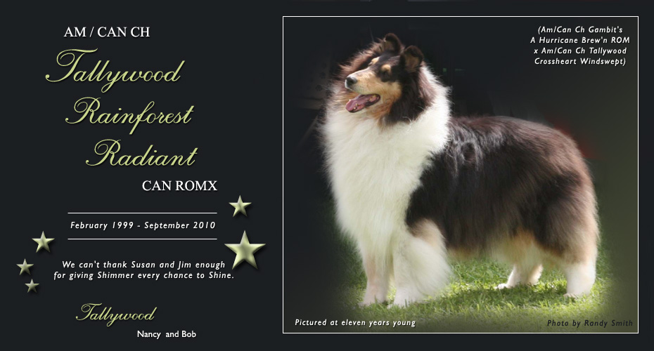 Tallywood Collies -- AM/CAN CH Tallywood Rainforest Radiant CAN ROMX