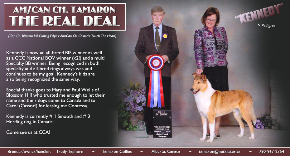 Tamaron Collies -- AM/CAN CH Tamaron The Real Deal