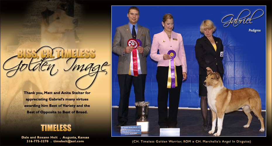 Timeless Collies -- CH Timeless Golden Image