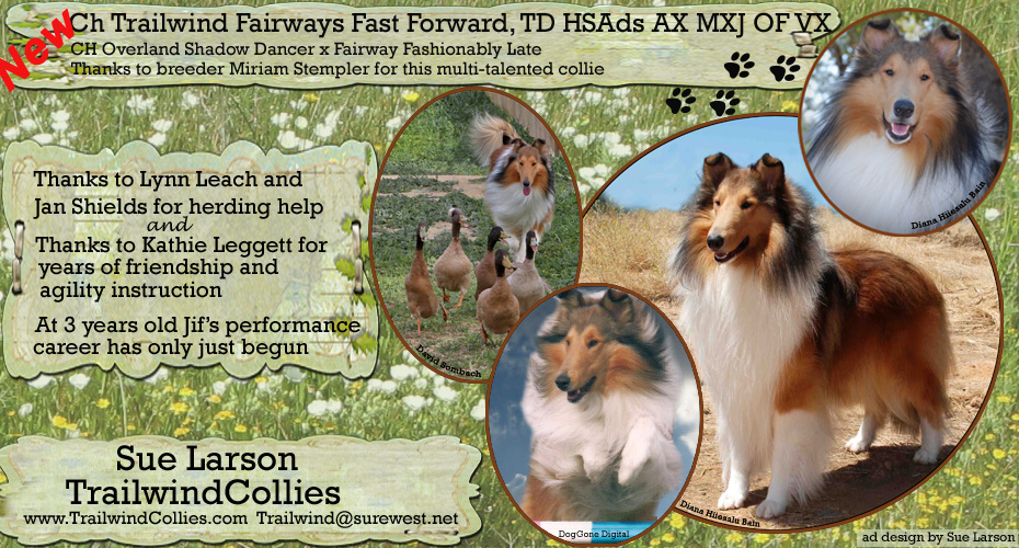 Trailwind Collies -- CH Trailwind Fairways Fast Forward, TD, HSAds, AX, MXJ, OF, VX