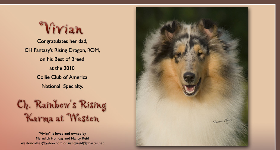 Keowee Collies / Weston Collies - CH Rainbow's Rising Karma At Weston