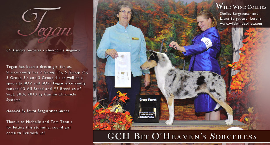 Wild Wind Collies -- CH Bit O'Heaven's Sorceress HIC