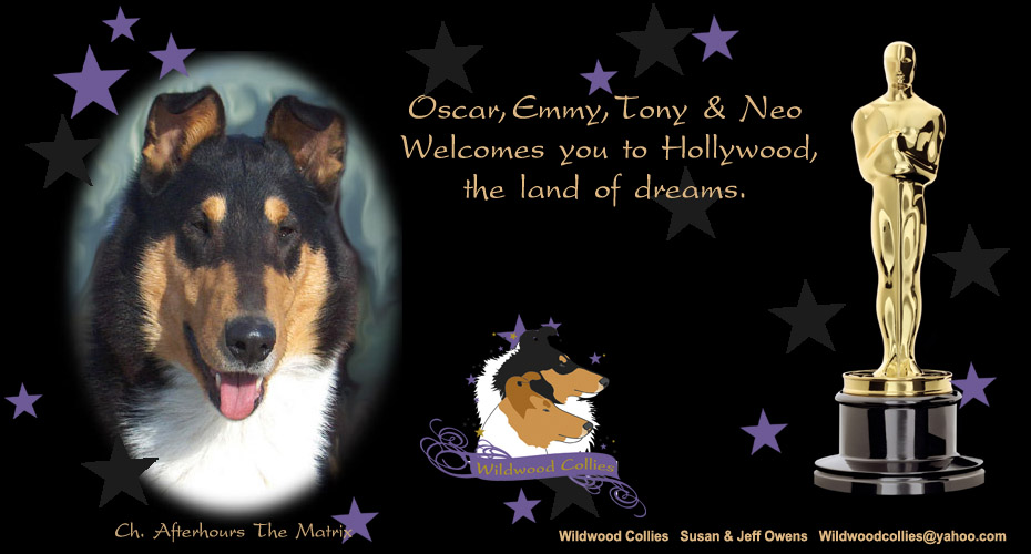 Wildwood Collies -- CH Afterhours The Matrix
