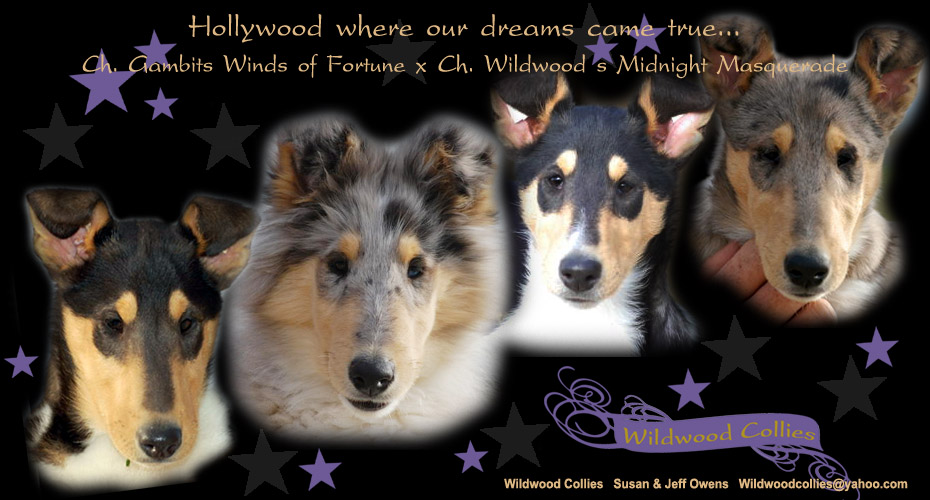 Wildwood Collies 