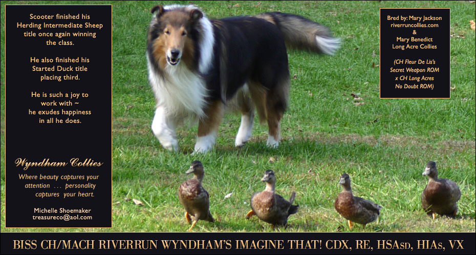Wyndham Collies -- CH/MACH Riverrun Wyndham's Imagine That! CDX, RE, HSAsd, HIAs, VX