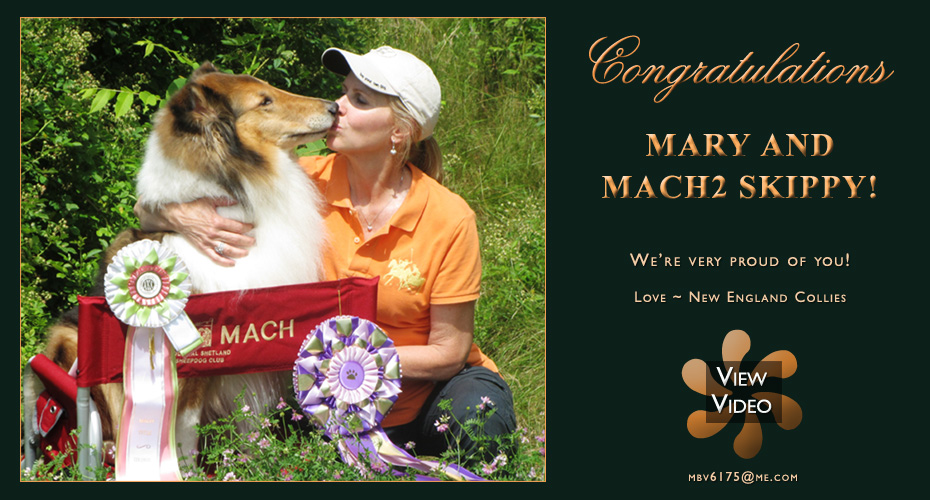 New England Collies -- Mary Valentine and MACH2 Skippy