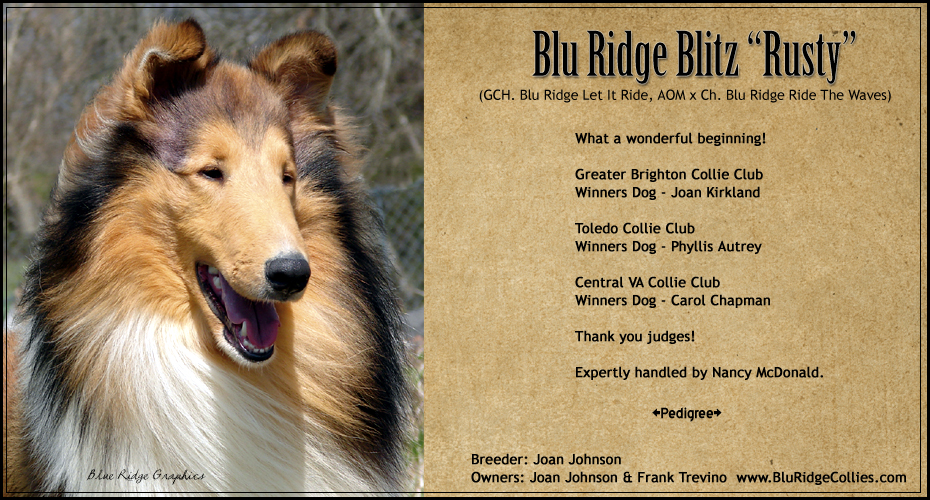 Blu Ridge Collies -- Blu Ridge Blitz