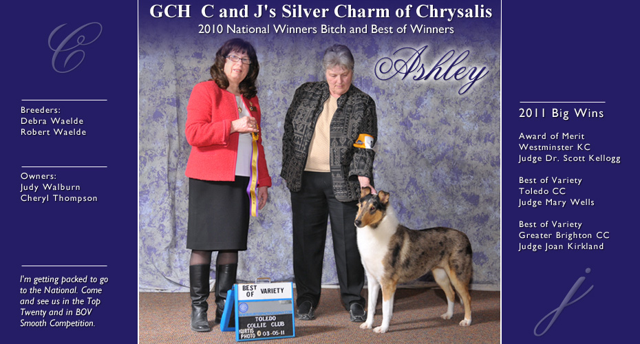 C And J Collies -- GCH C And J's Silver Charm Of Chrysalis