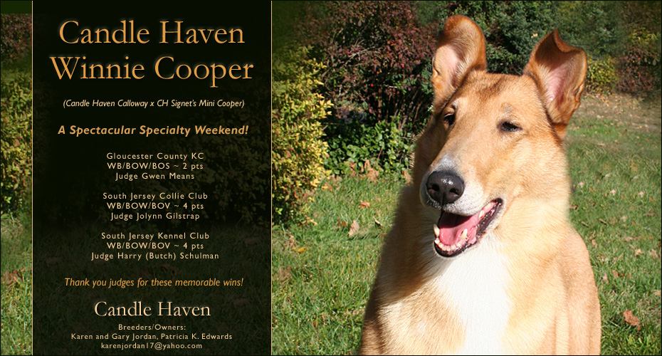 Candle Haven Collies -- Candle Haven Winnie Cooper