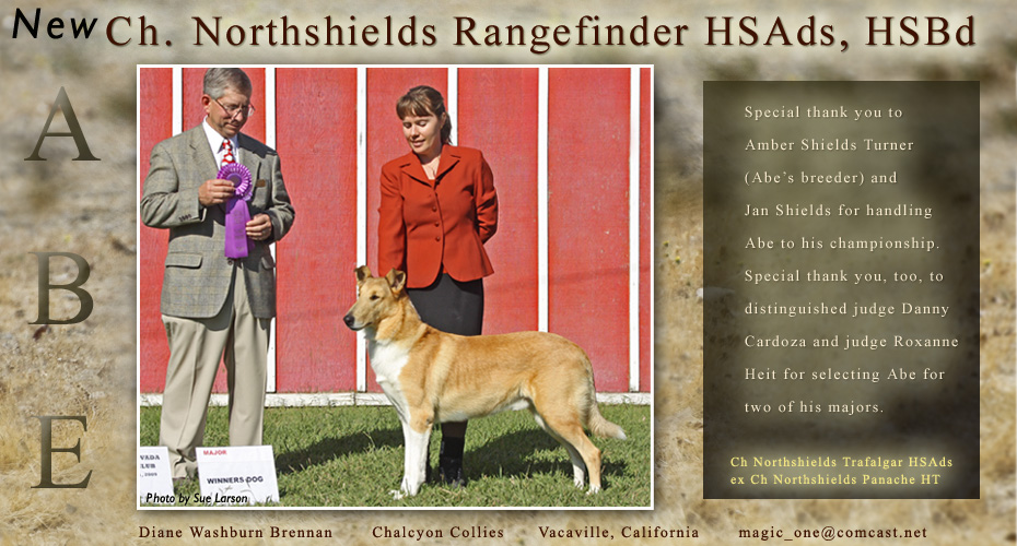 Chalcyon Collies -- CH Northshields Rangefinder HSAds, HSBd