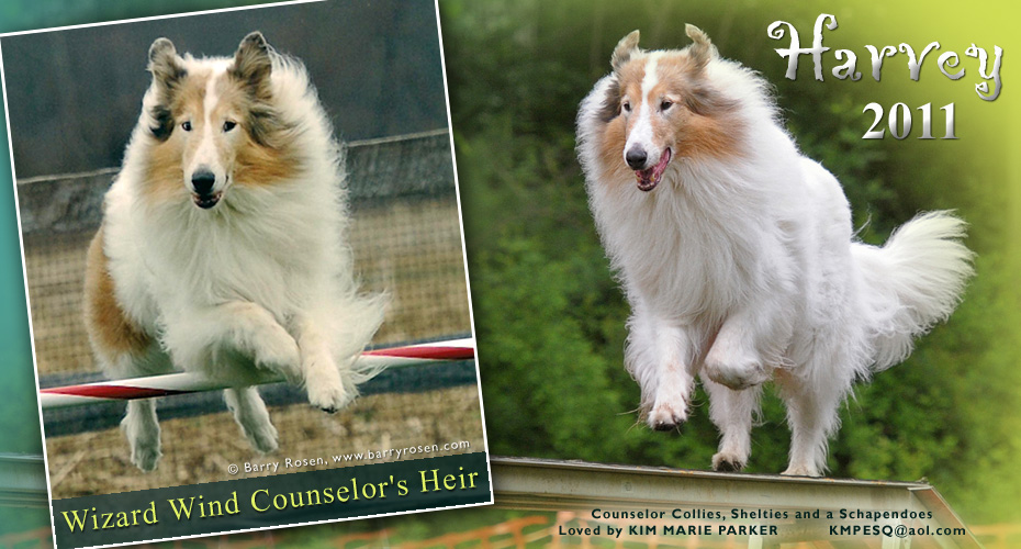 Counselor Collies, Shelties and a Schapendoes -- Wizard Wind Counselor's Heir