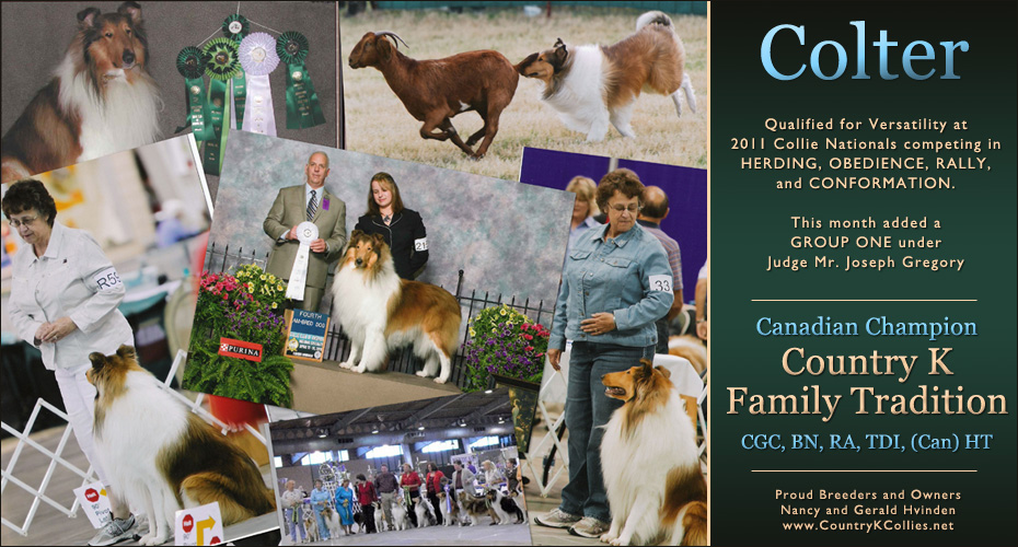 Country K Collies -- CAN CH Country K Family Tradition, CGC, BN, RA, TDI, (CAN) HT