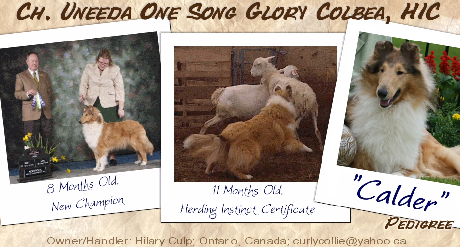 Colbea Collies -- CH Uneeda One Song Glory Colbea, HIC