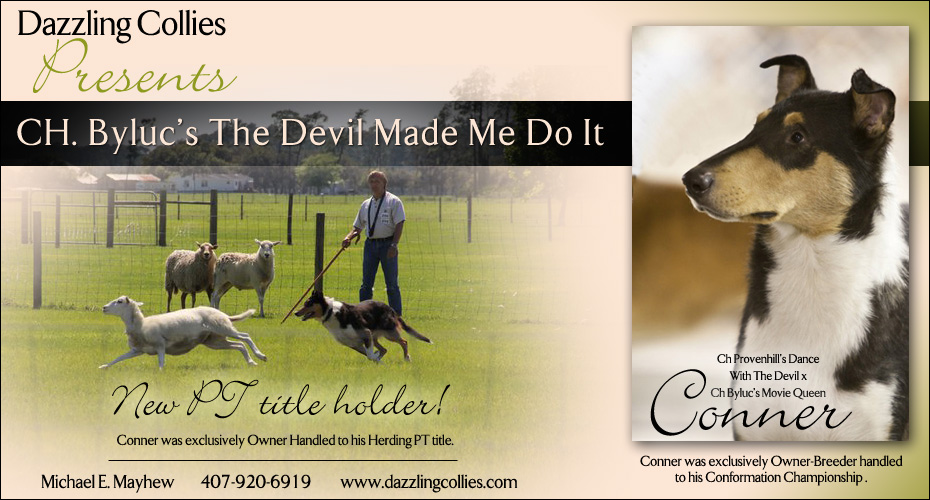 Dazzling Collies -- CH Byluc's The Devil Made Me Do It