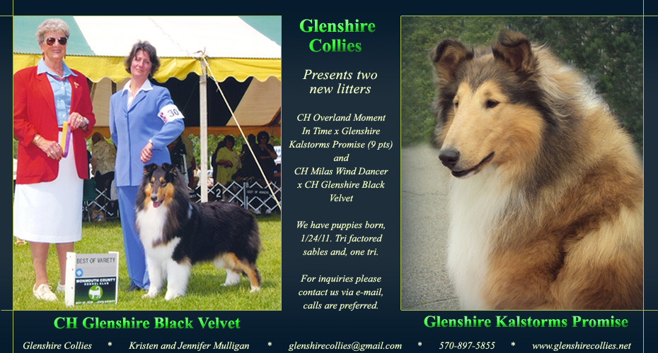 Glenshire Collies -- CH Glenshire Black Velvet and Glenshire Kalstorms Promise