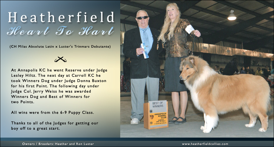 Heatherfield Collies -- Heatherfield Heart To Hart