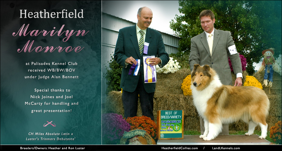 Heatherfield Collies -- Heatherfield Marilyn Monroe