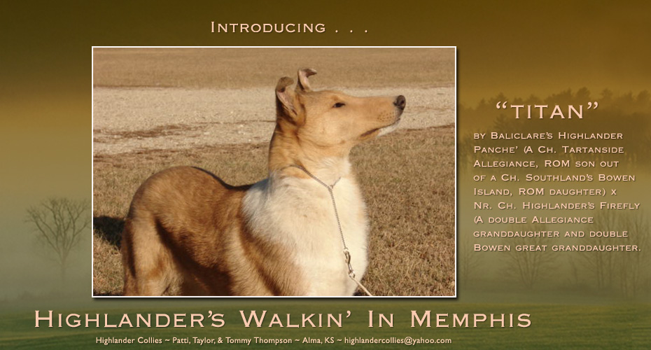 Highlander Collies -- Highlander's Walkin' In Memphis