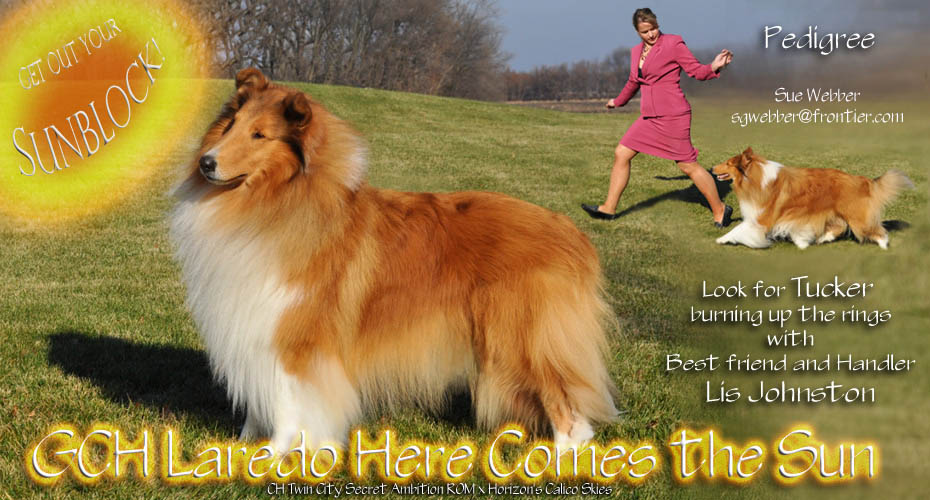 Laredo Collies -- GCH Laredo Here Comes The Sun