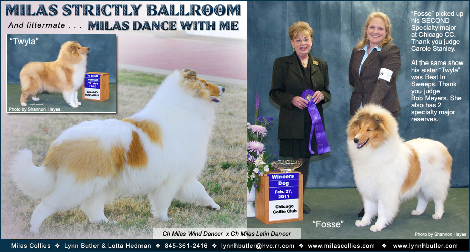 Milas Collies -- Milas Strictly Ballroom and Milas Dance With Me