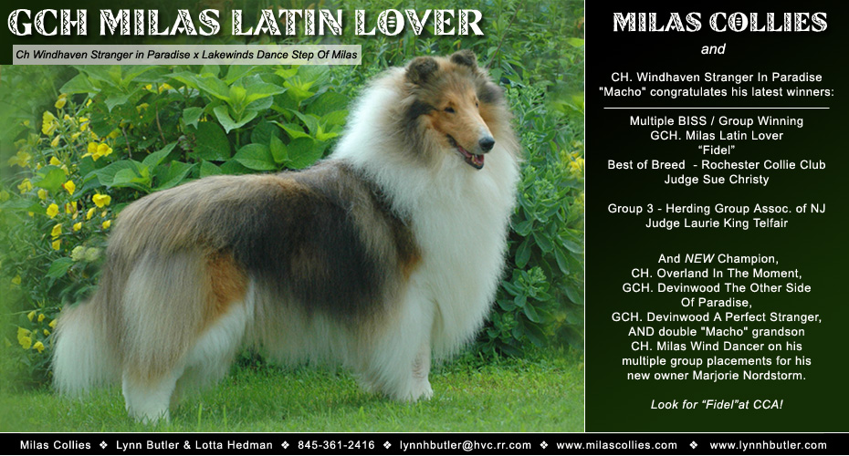 Milas Collies -- GCH Milas Latin Lover 